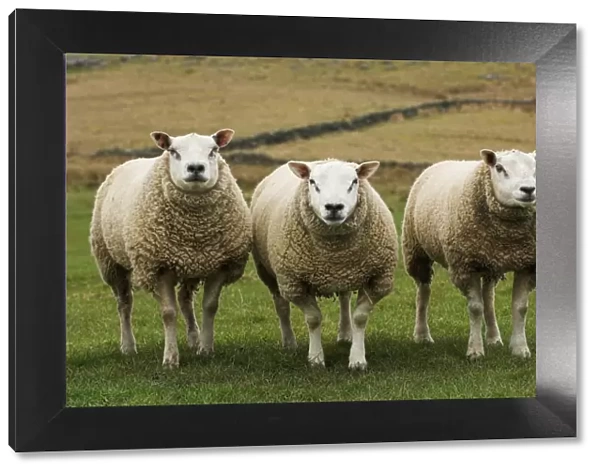 Domestic Sheep, Beltex and Texel rams, three standing in field, England