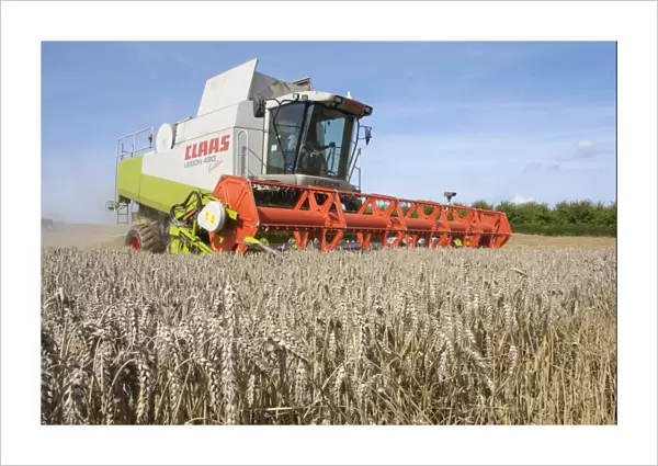 Wheat (Triticum aestivum) crop, ripe ears in field, with Cls combine harvester harvesting, near Ledbury, Herefordshire