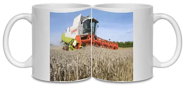 Wheat (Triticum aestivum) crop, ripe ears in field, with Cls combine harvester harvesting, near Ledbury, Herefordshire