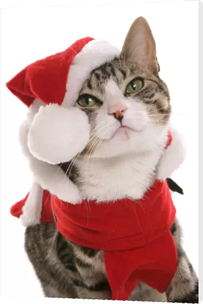 Domestic Cat, Tabby and White, adult, dressed in Christmas costume, close-up of head
