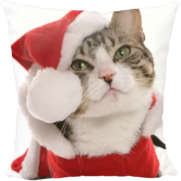 Domestic Cat, Tabby and White, adult, dressed in Christmas costume, close-up of head