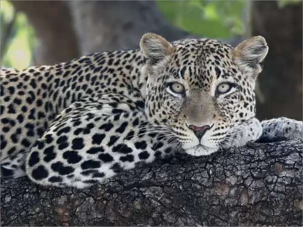 Leopard (Panthera pardus) adult, laying on branch, Samburu, Kenya