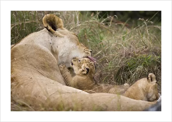 Massai Lion (Panthera leo nubica) adult female, grooming three week old cub, Masai Mara, Kenya