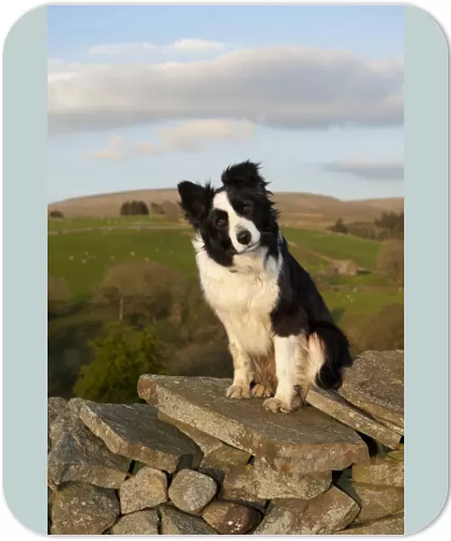 Domestic Dog, Border Collie sheepdog, adult, sitting on drystone wall in upland farm, England, april