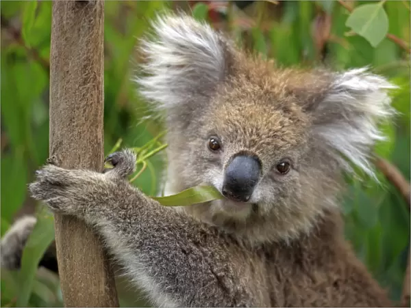 Koala (Phascolarctos cinereus) adult, close-up of head, feeding on leaves in eucalyptus tree, Australia
