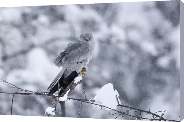 Montagu's Harrier (Circus pygargus) adult male, perched on post in snowfall, on migration through mountains, Caucasus Mountains, Georgia, april