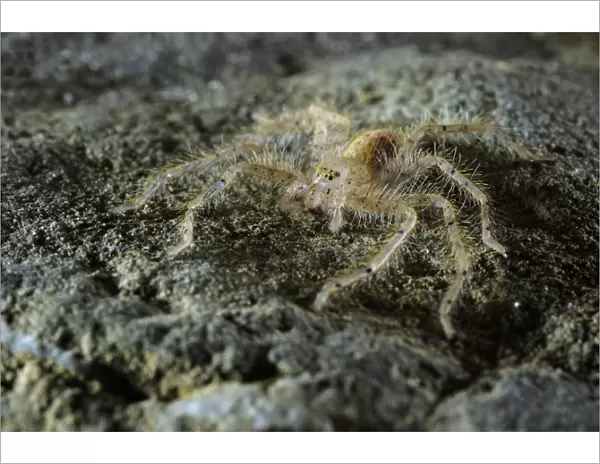 David Bowie's Huntsman Spider (Heteropoda davidbowie) species name dedicated to famous singer, adult, standing on rock, Asia