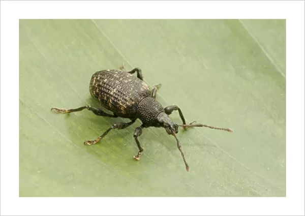 Black Vine Weevil (Otiorhynchus sulcatus) adult, standing on leaf, Essex, England
