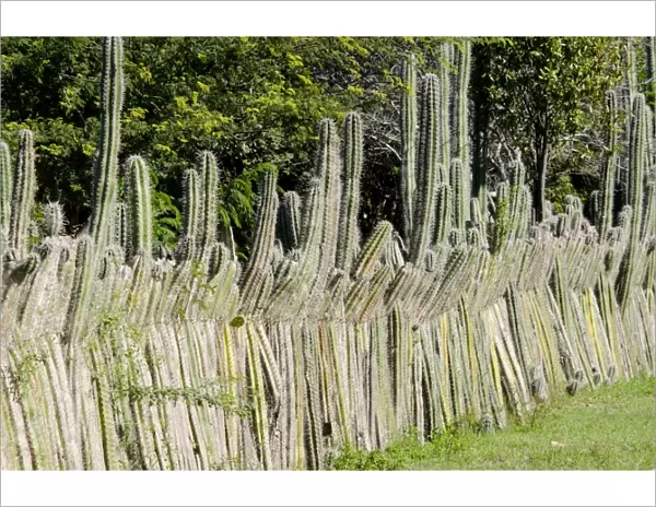 Candle Cactus (Ritterocereus griseus) stems, used for livestock fencing, Bonaire, Leeward Antilles, Lesser Antilles, Caribbean