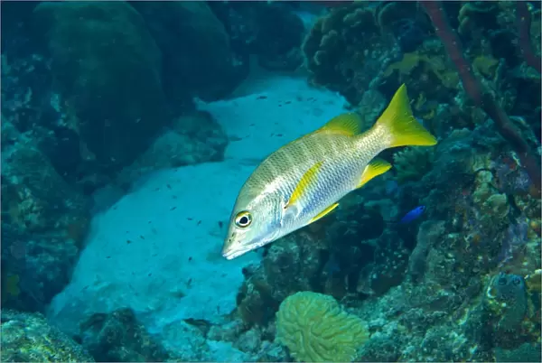 Cubera Snapper (Lutjanus cyanopterus) adult, swimming over reef, Bonaire, Leeward Antilles, Lesser Antilles, Caribbean