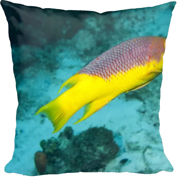 Spanish Hogfish (Bodianus rufus) adult, swimming over reef, Bonaire, Leeward Antilles, Lesser Antilles, Caribbean