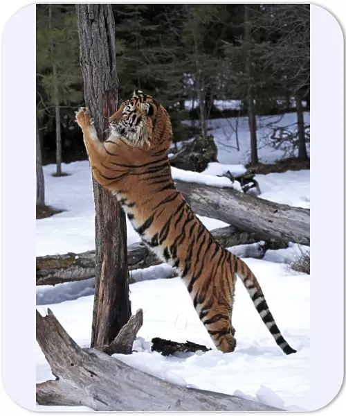 Siberian Tiger (Panthera tigris altaica) immature male, scratching tree trunk in snow, winter (captive)