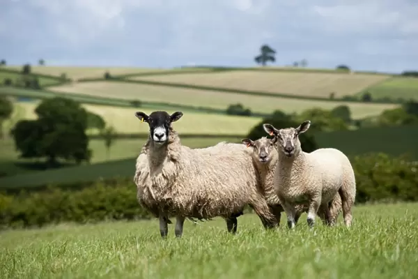 Domestic Sheep, mule ewe with Charollais sired twin lambs, standing in pasture, Devon, England, may