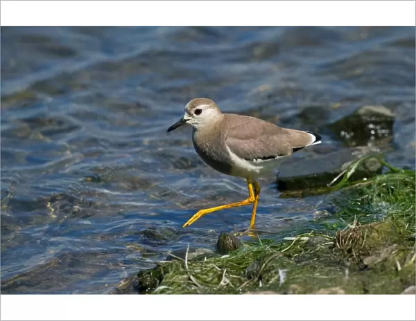White-tailed Lapwing (Vanellus leucurus) adult, vagrant, walking at edge of water, England, may