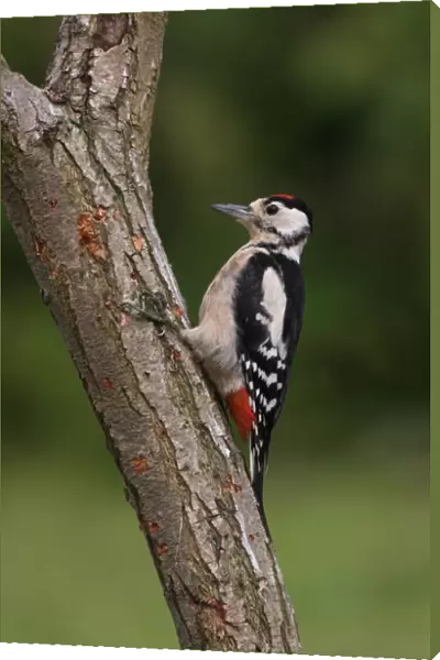Greater Spotted Woodpecker (Dendrocopus major) immature, foraging on tree trunk, Norfolk, England, august