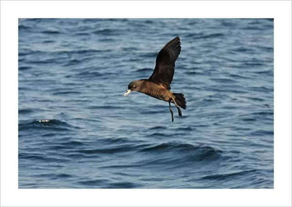 White-chinned Petrel (Procellaria aequinoctialis) adult, in flight over sea on wintering grounds, off Mar de Plata, Buenos Aires, Argentina, july