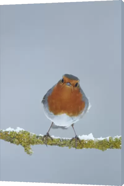 European Robin (Erithacus rubecula) adult, perched on snow covered twig, Shropshire, England, winter