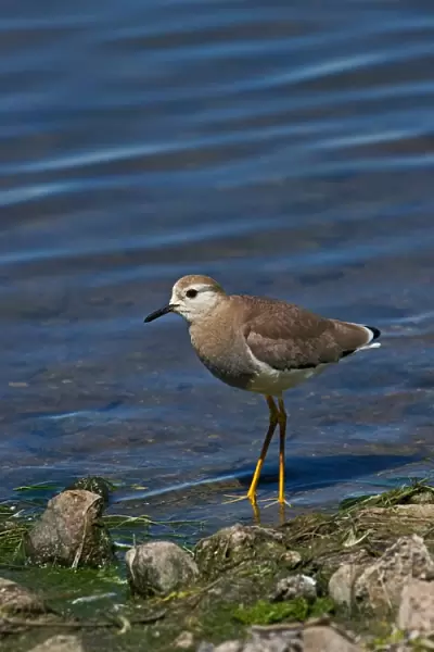 White-tailed Lapwing (Vanellus leucurus) adult, vagrant, standing at edge of water, England, may