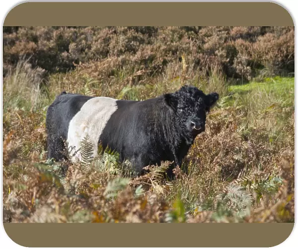 Domestic Cattle, Belted Galloway bull, standing amongst bracken on fell, Croasdale, Slaidburn, Forest of Bowland