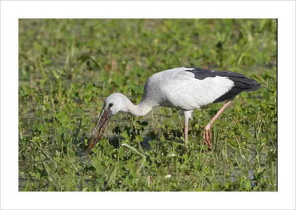 Asian Open-billed Stork (Anastomus oscitans) adult, feeding in swamp, Sri Lanka