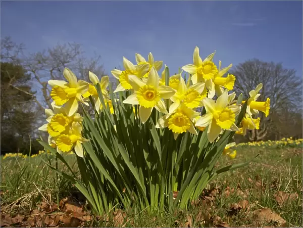 Daffodil (Narcissus pseudonarcissus) flowering, growing in meadow, Essex, England