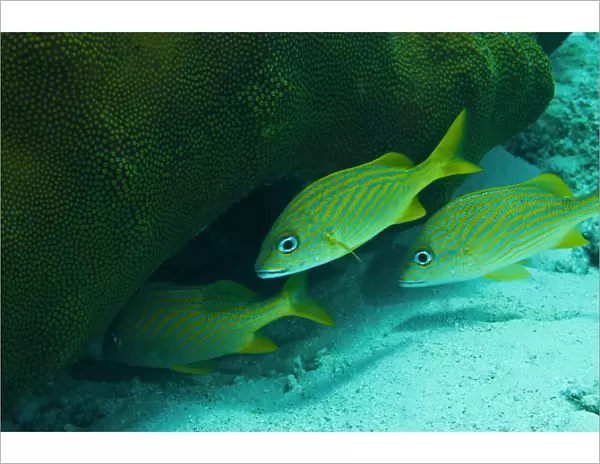 French Grunt (Haemulon flavolineatum) three adults, entering hole in hard coral outcrop, Bonaire, Leeward Antilles, Lesser Antilles, Caribbean