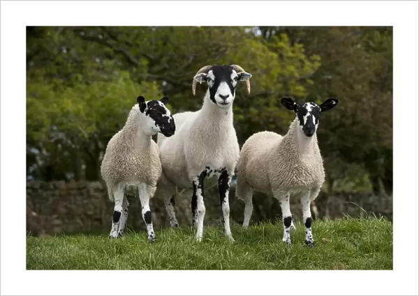 Domestic Sheep, Swaledale ewe with twin mule gimmer lambs, standing in pasture, England, june