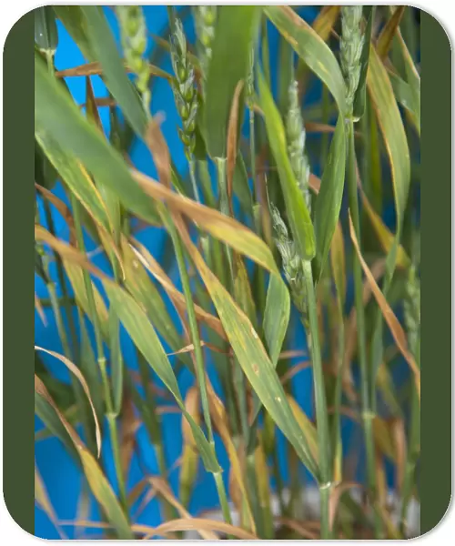 Wheat (Triticum aestivum) phophorus deficiency, close-up of leaves