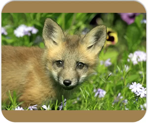 American Red Fox (Vulpes vulpes fulva) ten-weeks old cub, close-up of head, amongst flowers in meadow, Montana, U. S. A