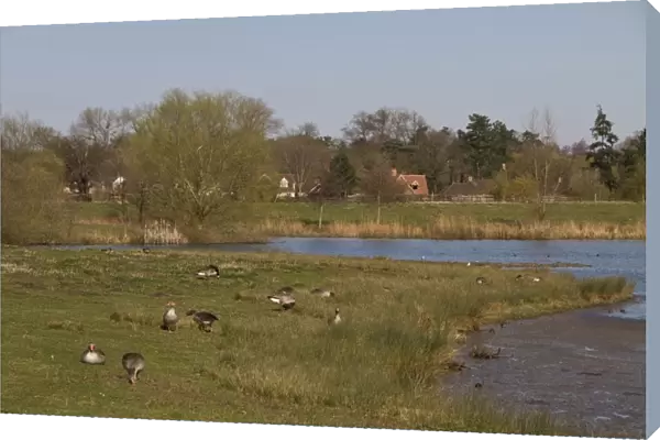 Looking north from the Steggall Hide at Lackford Lakes, Suffolk Wildlife trust. Greylag geese grazing the grass