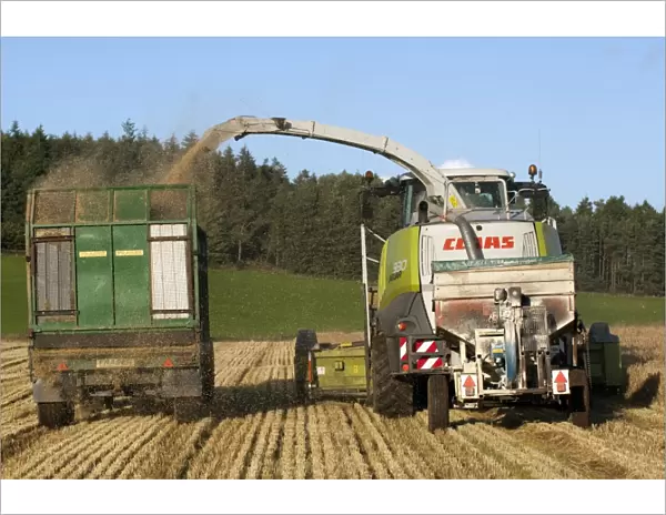 Cls forage harvester unloading into tractor with trailer, making alkalage with wholecrop cereals for animal feed