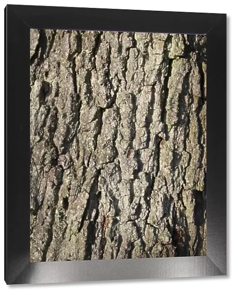 Common Oak (Quercus robur) close-up of bark, Suffolk, England, october