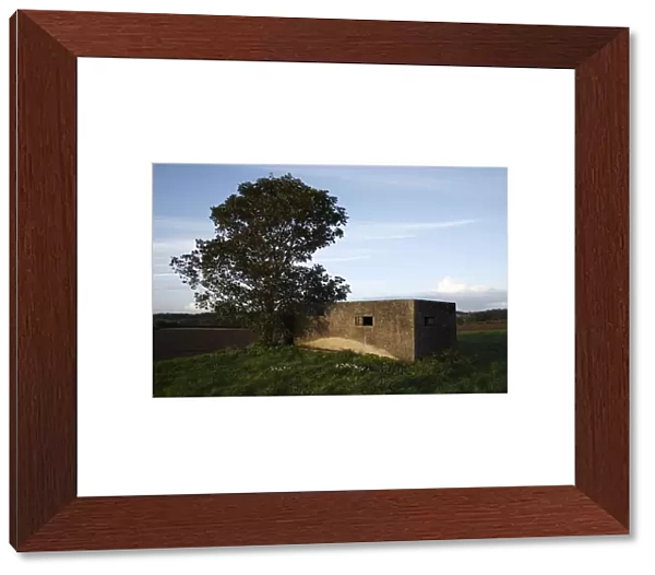 World War Two FW3 Type 23 pillbox, with Field Maple (Acer campestre) at dusk, Stowupland, Suffolk, England, october