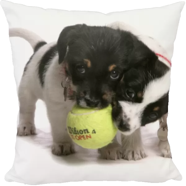 Domestic Dog, Jack Russell Terrier, two puppies, with collars, playing with tennis ball