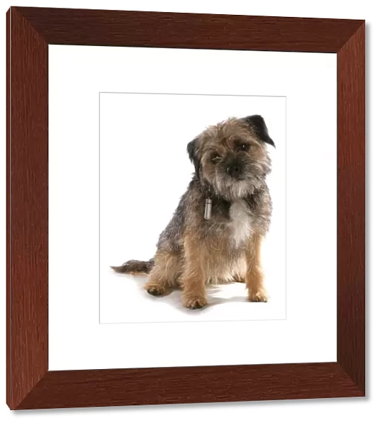 Domestic Dog, Border Terrier, adult, sitting, with collar and identification tube