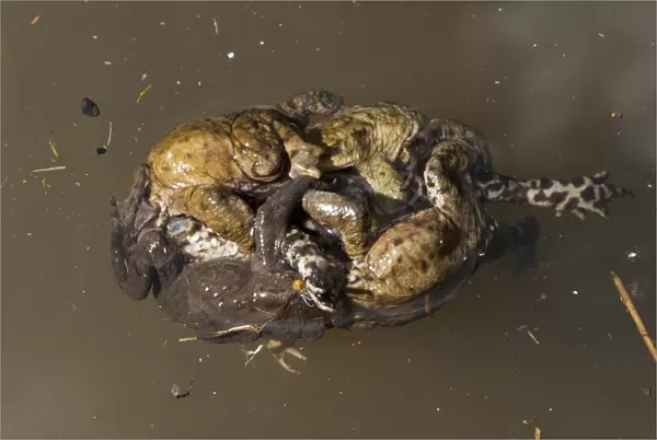Common Toad (Bufo bufo) adult males, group attempting to mate with dead female, drowned during mating ball