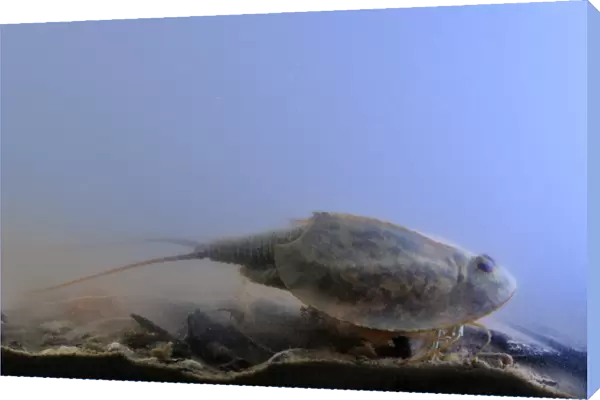 Tadpole Shrimp (Triops cancriformis) adult, underwater in freshwater temporary pond, Italy, may
