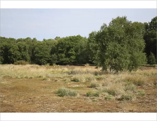 View of mixed acid grassland, heathland and deciduous woodland habitat, Little Ouse Headwaters Project, Hinderclay Fen