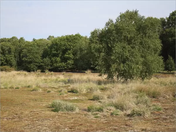 View of mixed acid grassland, heathland and deciduous woodland habitat, Little Ouse Headwaters Project, Hinderclay Fen