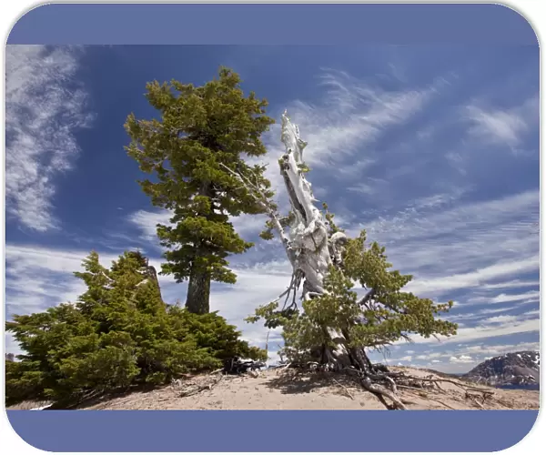 Whitebark Pine (Pinus albicaulis) and Mountain Hemlock (Tsuga mertensiana) ancient habit, growing at 7000ft