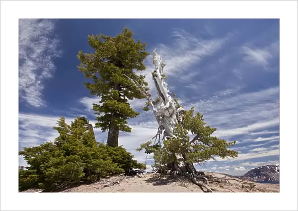 Whitebark Pine (Pinus albicaulis) and Mountain Hemlock (Tsuga mertensiana) ancient habit, growing at 7000ft
