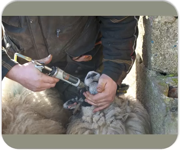 Sheep farming, farmer dosing Swaledale ewes with multi-vitamins, Chipping, Lancashire, England, february