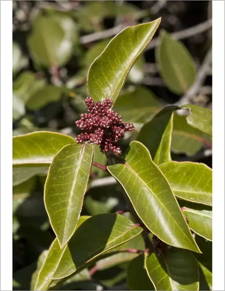 Sugar Sumac (Rhus ovata) close-up of leaves and flowerbuds, growing in dry chaparral, California, U. S. A. february