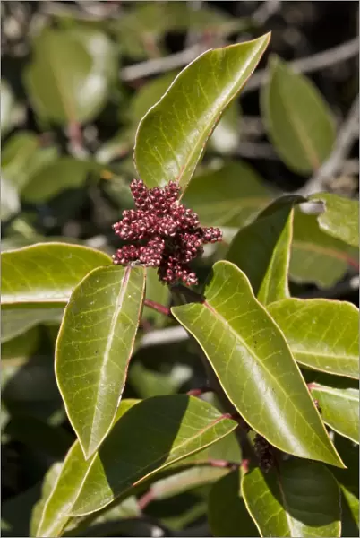 Sugar Sumac (Rhus ovata) close-up of leaves and flowerbuds, growing in dry chaparral, California, U. S. A. february