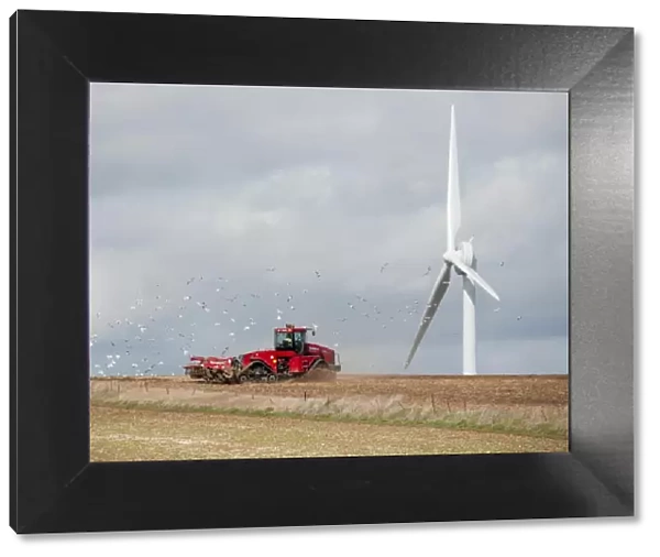 Case quadtrac tractor cultivating field, followed by seagull flock, with wind turbine in background, Tibthorpe