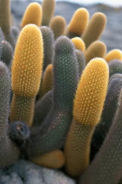Lava Cactus (Brachycereus nesioticus) Isabela Is. Galapagos