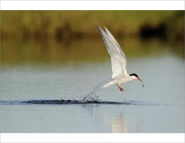 Arctic Tern (Sterna paradisea) adult, in flight, emerging from water with food, Iceland, June
