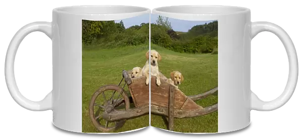 Domestic Dog, Yellow Labrador Retriever, three puppies, looking out from wooden wheelbarrow, Norfolk, England, august