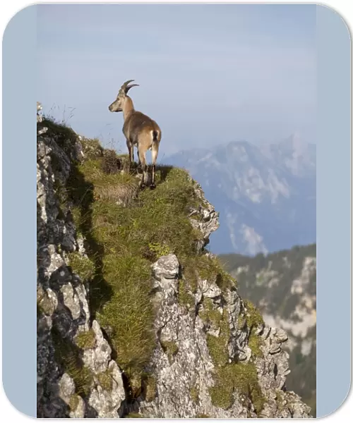 Alpine Ibex (Capra ibex) immature male, standing on mountain slope, Niederhorn, Swiss Alps, Bernese Oberland