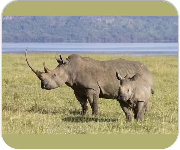 White Rhinoceros (Ceratotherium simum) adult female with calf, standing in savannah, Lake Nakuru N. P